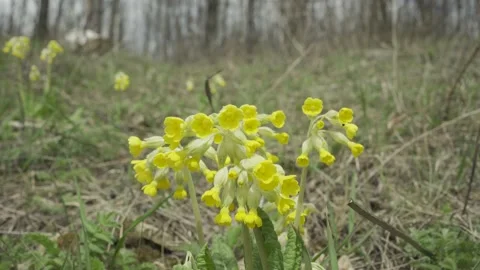 Cowslip - primula veris in spring Stock Footage 151536836