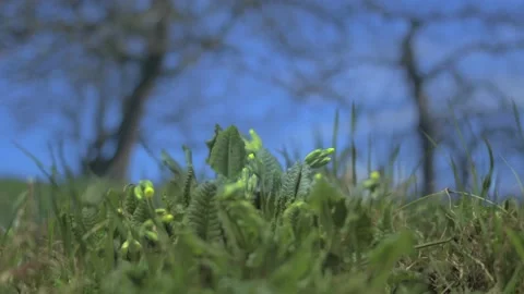 Cowslip, time lapse Stock Footage 232263540