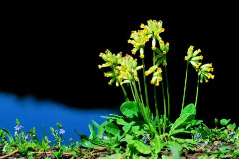 Cowslips flowers Stock-Fotos