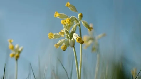 Cowslips Stock Footage 155600472