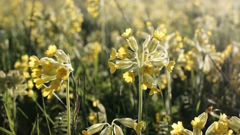 Cowslips Vídeo Stock 155601071