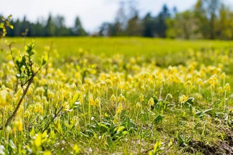 Cowslips in the Meadow Stock Photos