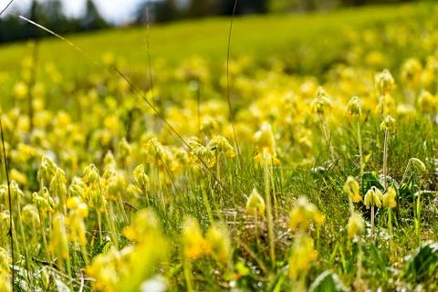 Cowslips in the Meadow Stock Photos