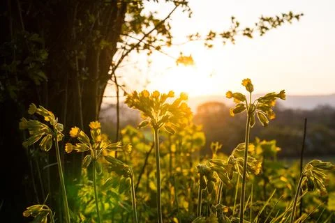 Cowslips Primula veris, backlighted by the sunset, spring Stock Photos