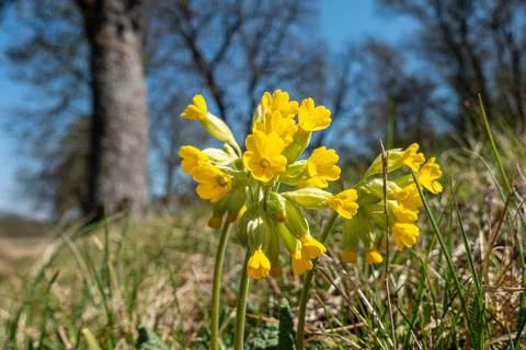 Cowslips - Primula veris Stock Photos