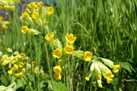 Cowslips - Primula veris. Stock Photos
