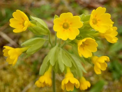 Cowslips - Primula veris. Stock Photos