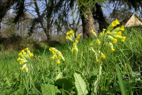 Cowslips - Primula veris. Stock Photos