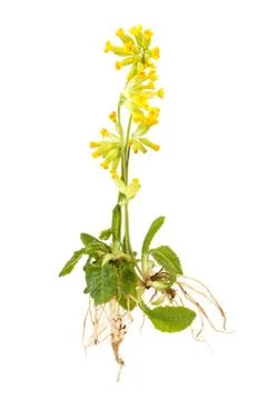 Cowslips with roots Foto stock
