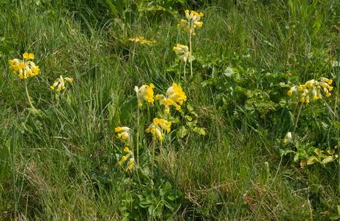 Cowslips in Spring Foto stock