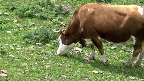 Cowss grazing Stock Footage 114200227