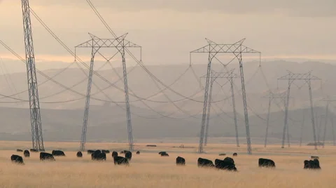Cows&amp;wires_WS Stock Footage 58368121