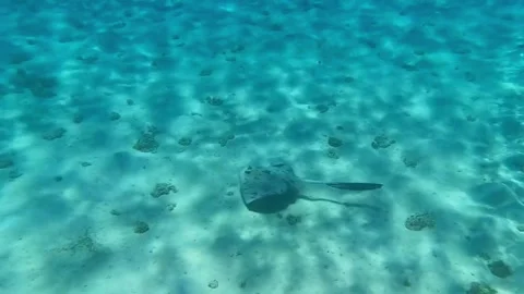 Cowtail Stingray and Spotted Eagle Ray Swimming Over Sandy Seabed Vídeos de archivo 343727927