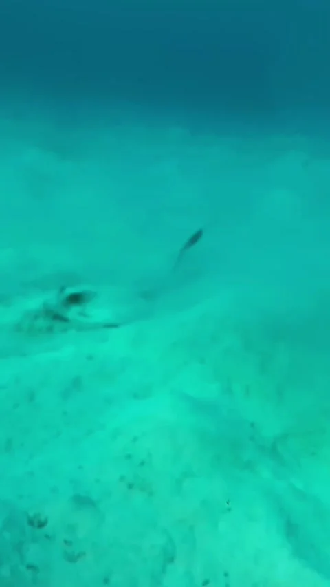 Cowtail Stingray Raising Its Tail and Stirring Up Sand in Lagoon Stock Footage 345146984