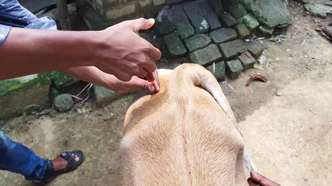 CowTreatmentFive Video stock 288614558