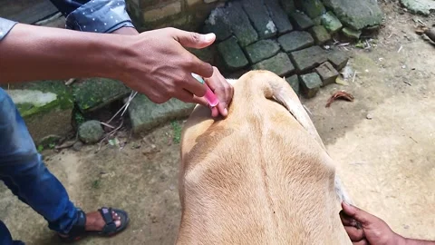 CowTreatmentFour Video stock 288613718