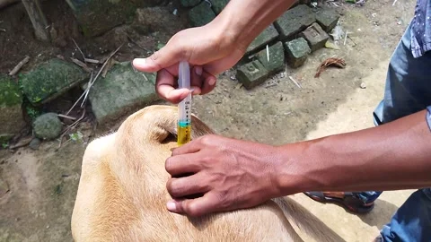 CowTreatmentThree Video stock 288613133