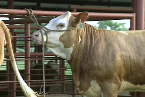 Cowtx10 Stock Footage 292827