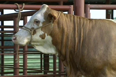 Cowtx11 Stock Footage 292823