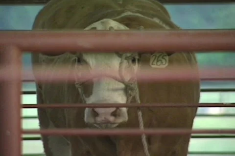 Cowtx12 Stock Footage 292818