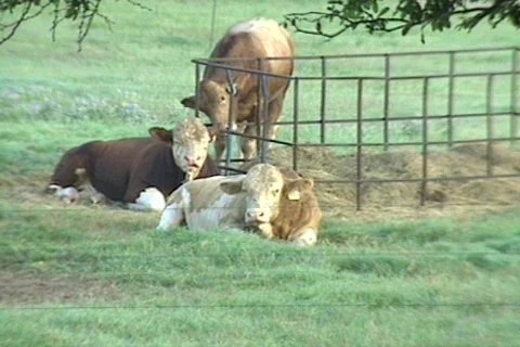 Cowtx13 Video stock 292815