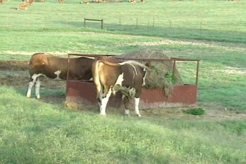 Cowtx15 Stock Footage 292797