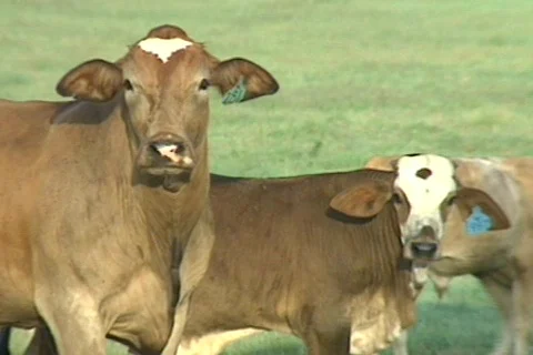 Cowtx16 Stock Footage 292788