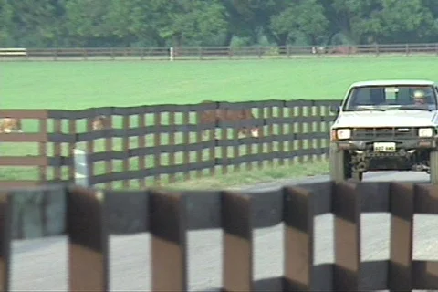 Cowtx17 Stock Footage 293414