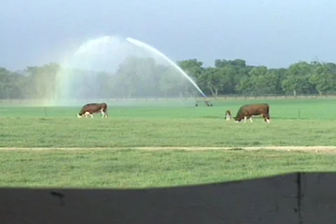 Cowtx18 Stock Footage 293411