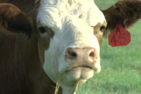 Cowtx19 Stock Footage 293408