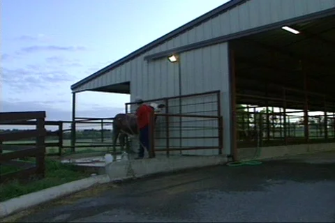 Cowtx2 Stock Footage 292863