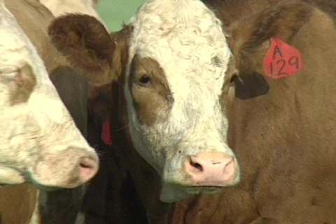 Cowtx20 Stock Footage 293407