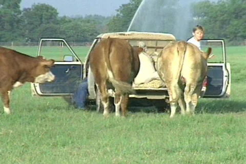 Cowtx21 Stock Footage 293404