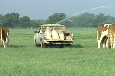 Cowtx22 Stock Footage 293399