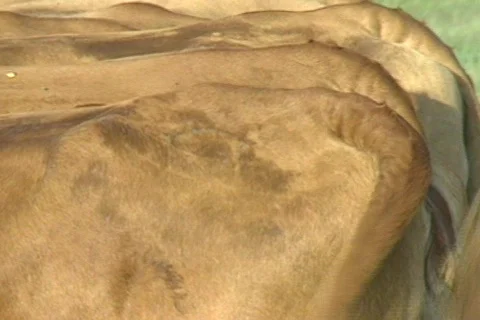 Cowtx24 Video stock 293394