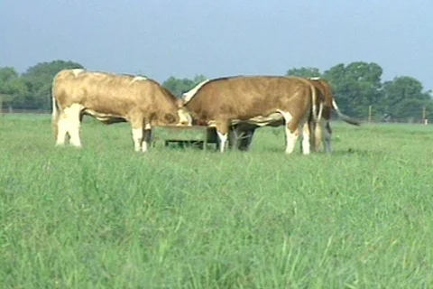 Cowtx25 Stock Footage 293391