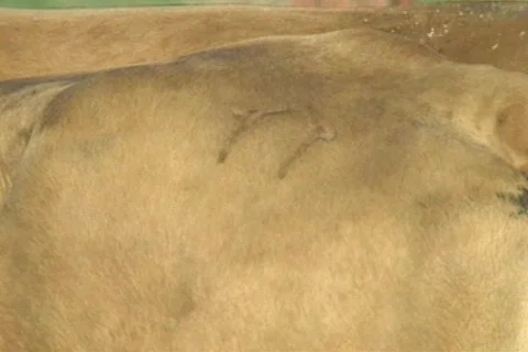 Cowtx26 Stock Footage 293384