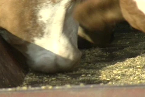 Cowtx27 Stock Footage 293378