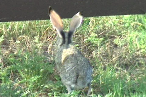 Cowtx29 Stock Footage 293372