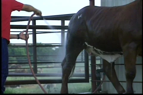 Cowtx3 Stock Footage 292856