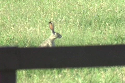 Cowtx31 Stock Footage 293359