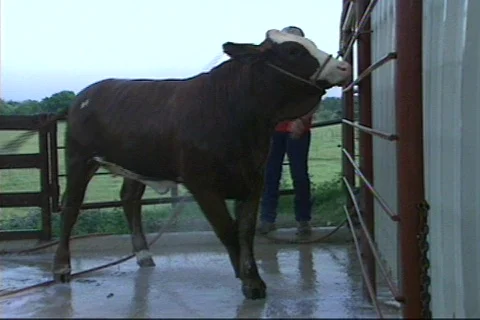 Cowtx4 Stock Footage 292854