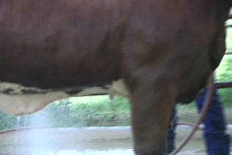 Cowtx5 Stock Footage 292853