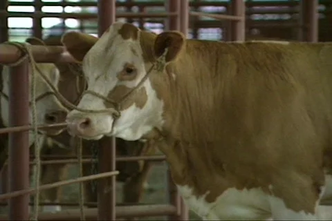 Cowtx6 Stock Footage 292850