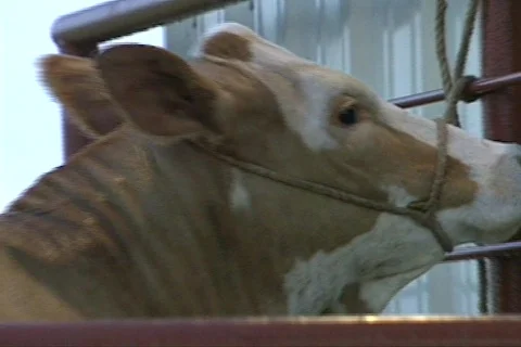 Cowtx8 Stock Footage 292840