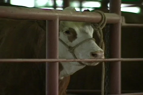 Cowtx9 Stock Footage 292832