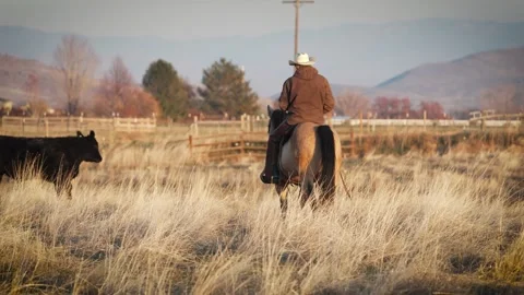 CowWork9399 Stock Footage 257275870