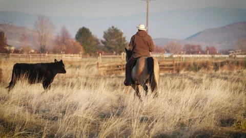 CowWorkslow9399 Stock Footage 257276030