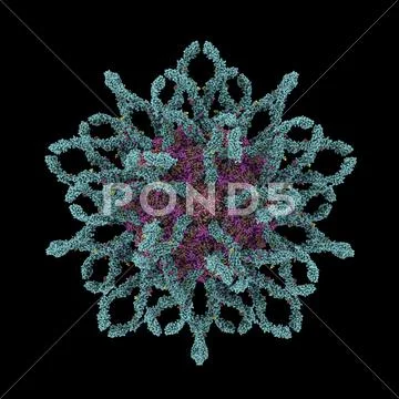 Coxsackie b3 virus particle Stock Illustration