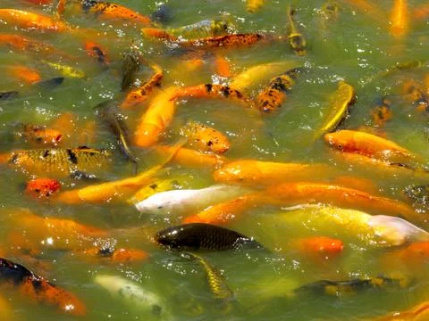 Coy fish Stock Photos